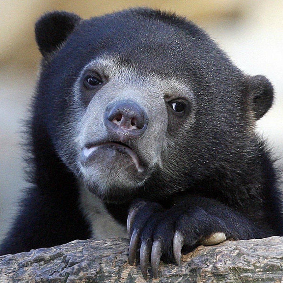 Smartphones malos que debes evitar como la peste