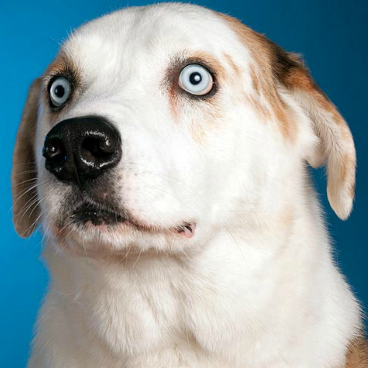 Dueños de perros tienen más fotos de sus mascotas que de sus parejas