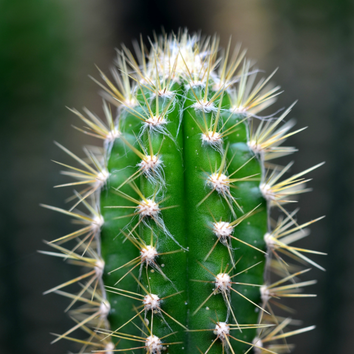 Dildos en peligro de ser víctimas de hackeo