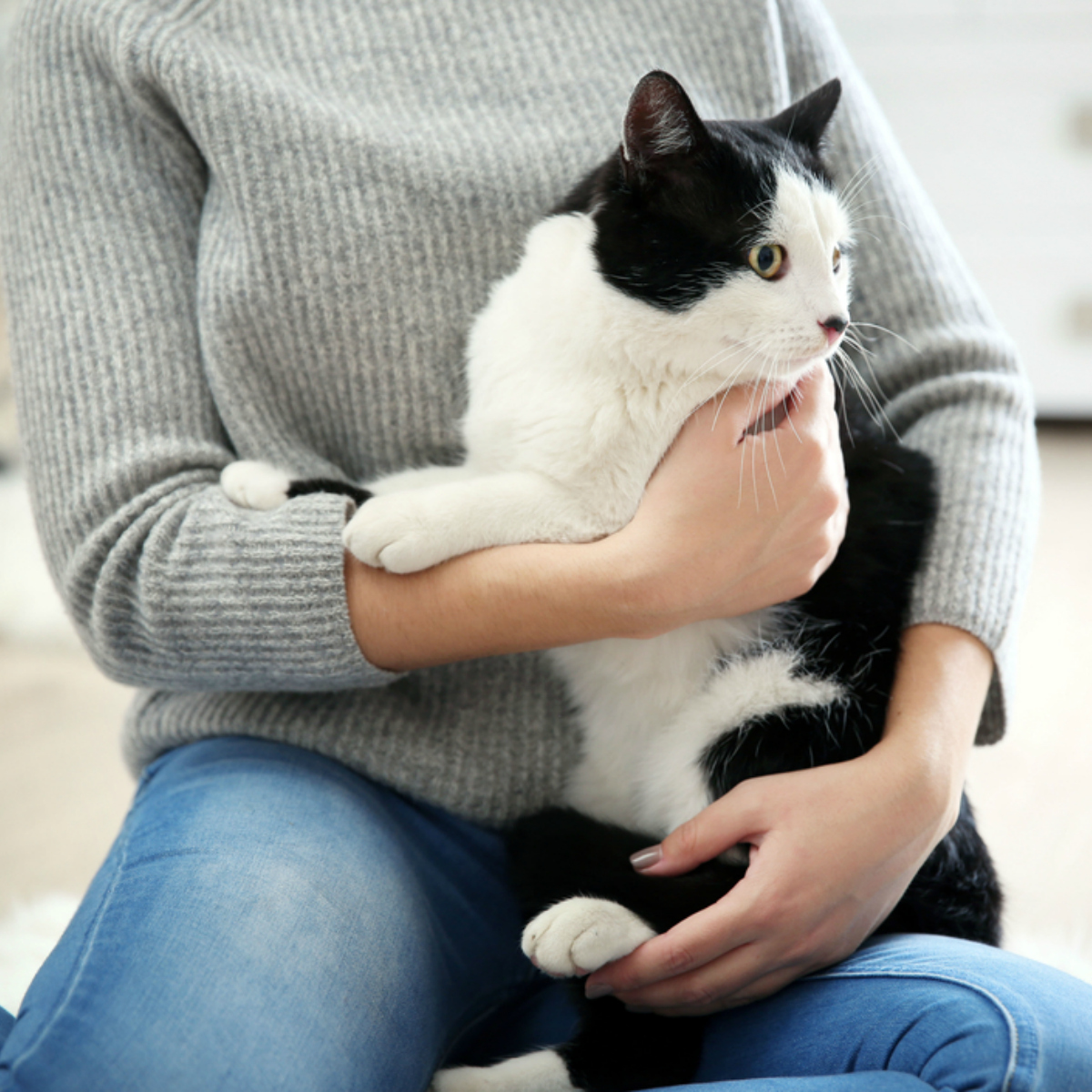 Dueños de gatos, más propensos a la soltería: Facebook