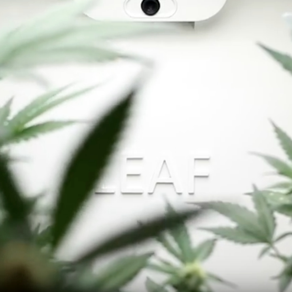 Este gadget te ayudará a cultivar marihuana de calidad suprema