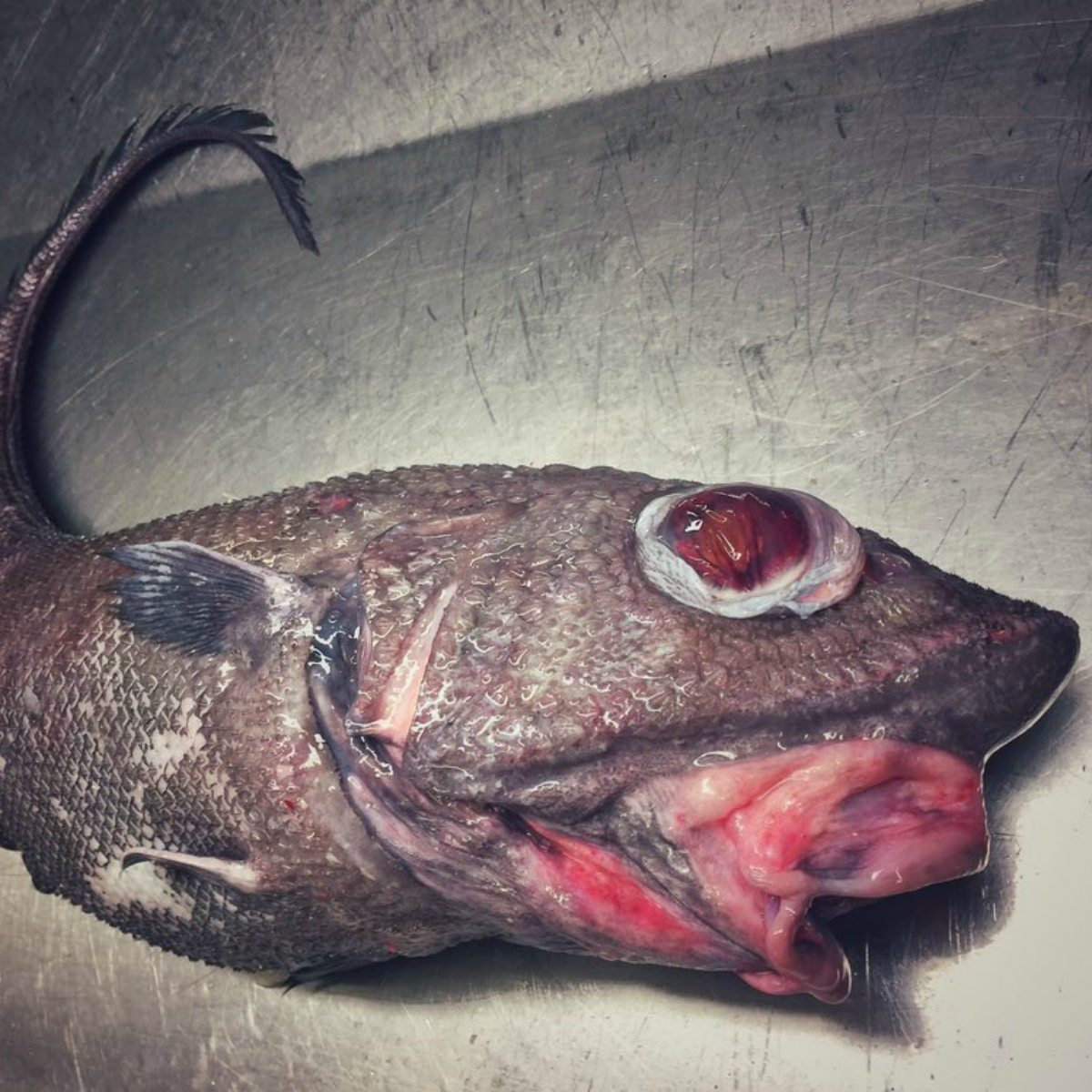 Esta cuenta de Twitter rusa revela los terrores del mar profundo