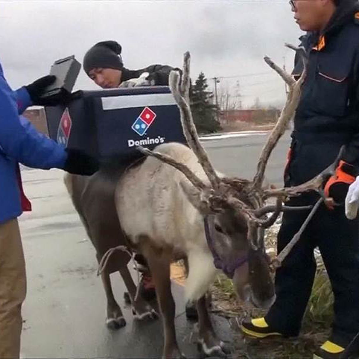 Domino’s Pizza suspende planes de contar con renos repartidores de pizza