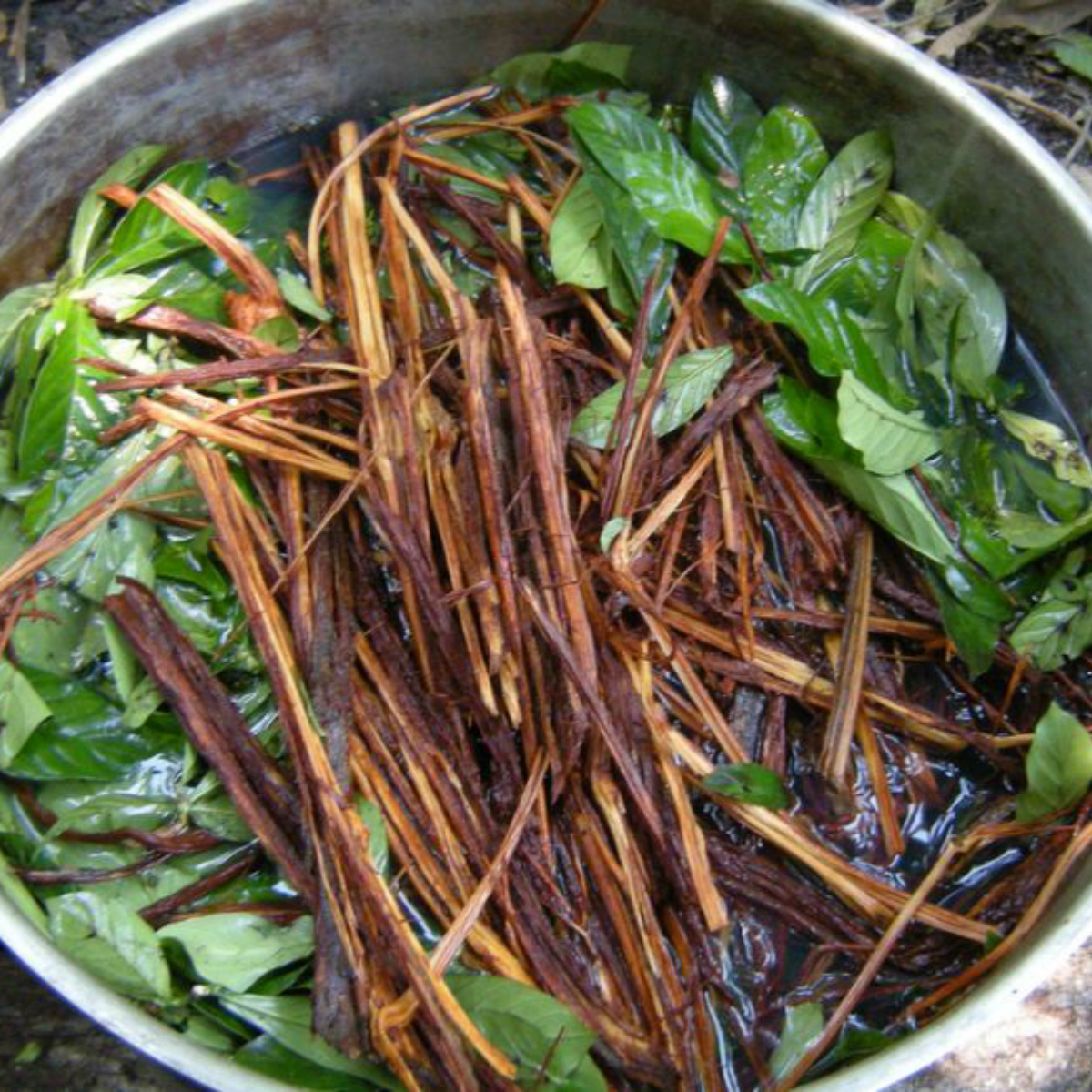 Ayahuasca, la bebida que vuelve loco a todo Silicon Valley