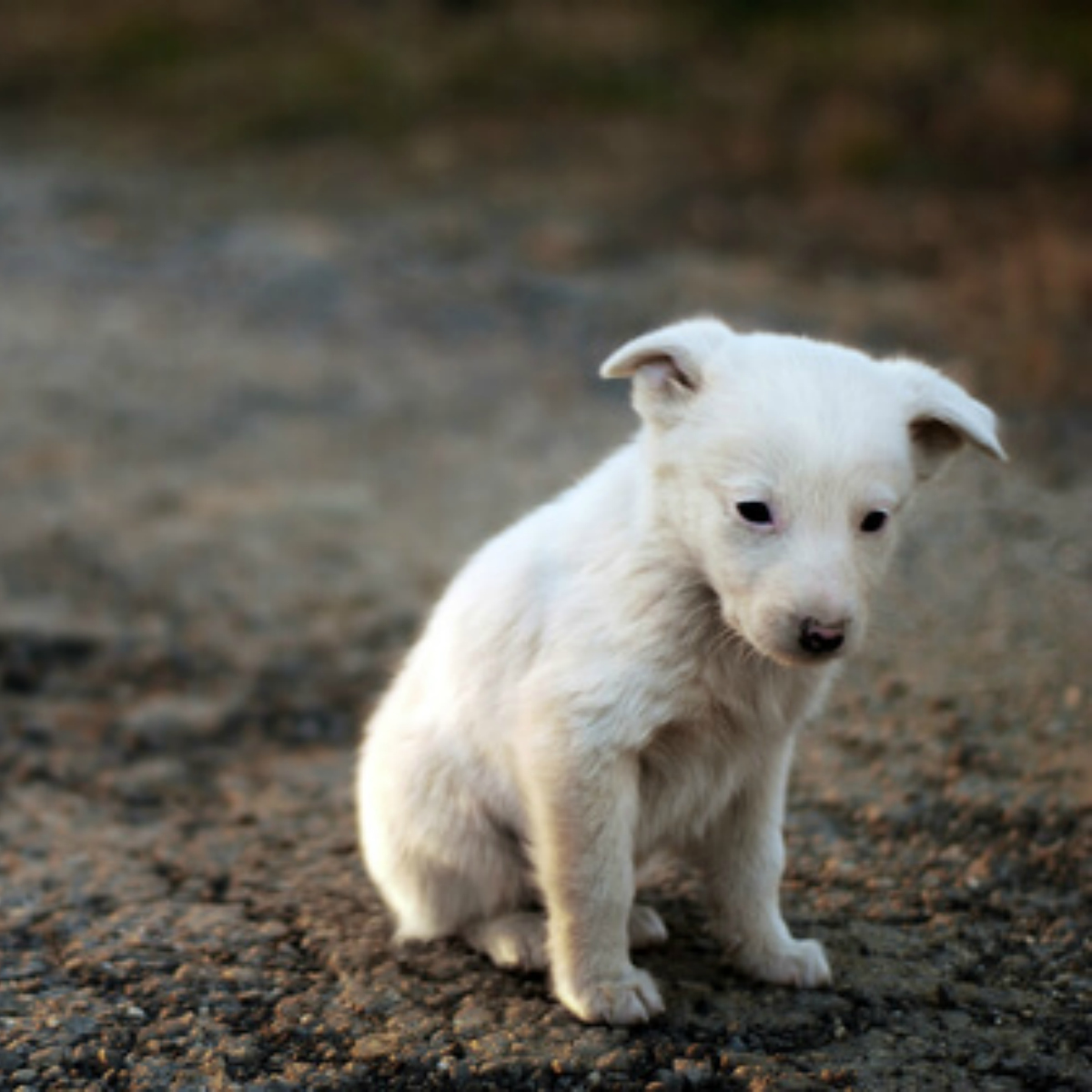 Estudiante de la UNAM crea comida anticonceptiva para perros callejeros