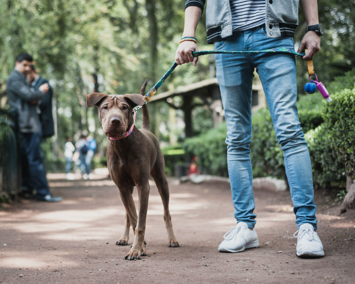 Éstos mexicanos crearon una app para la seguridad de tu perro
