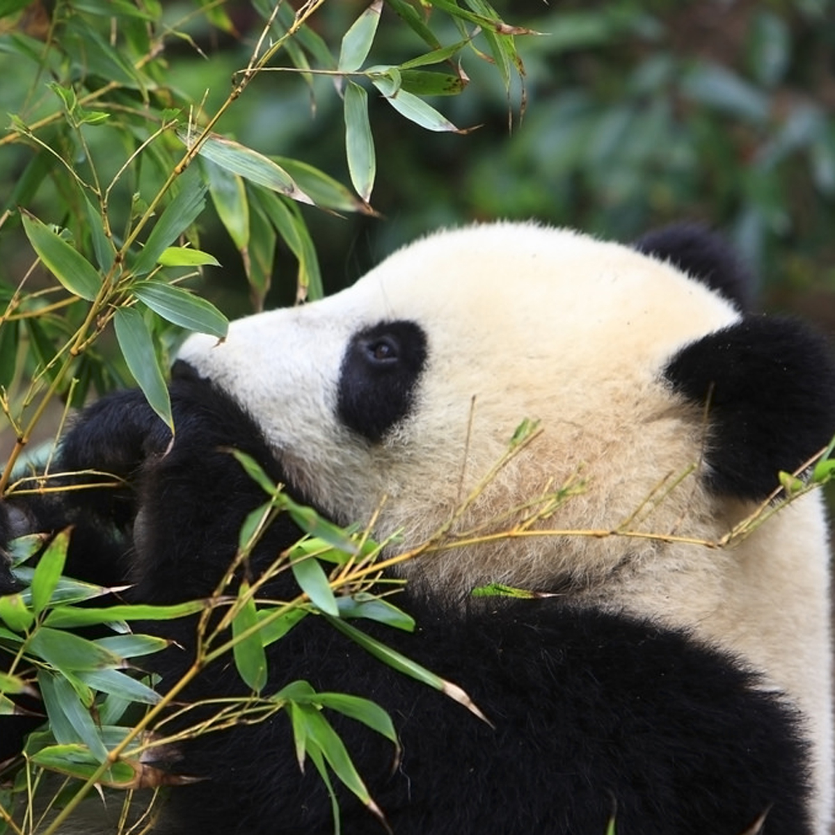 A este restaurante le va mejor cuando... ¿los pandas tienen sexo?