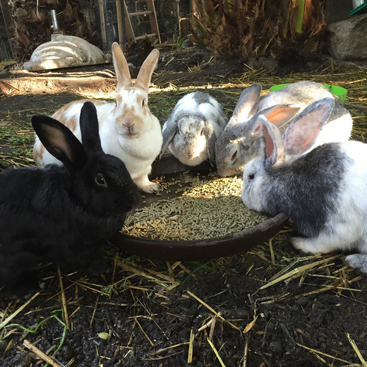 Animal Fest vuelve para ayudar a más mascotas