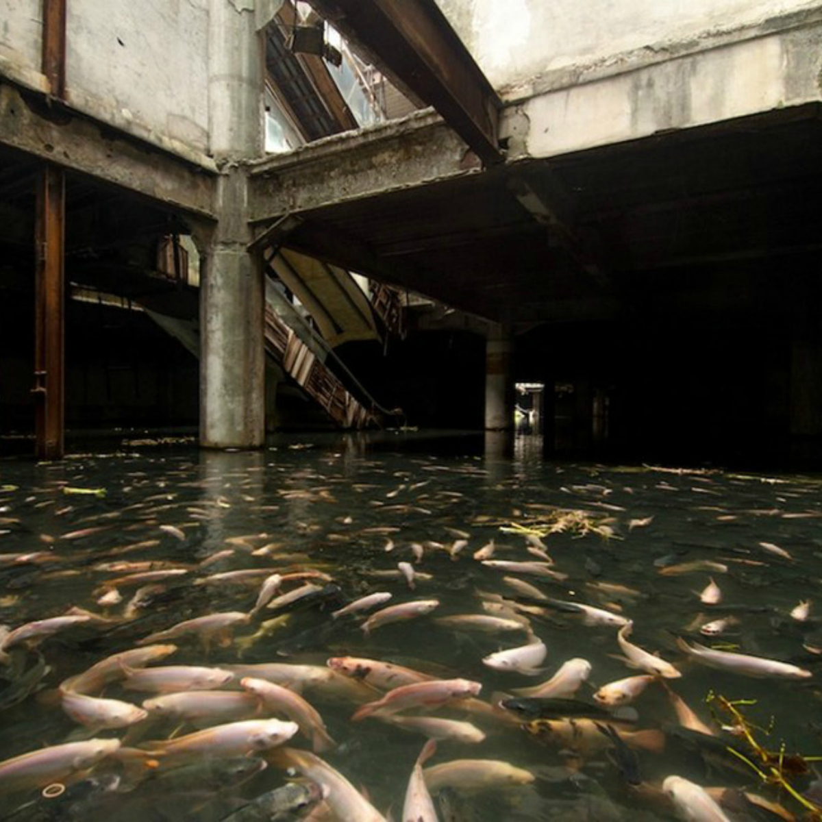 Un artista ha atravesado EU para fotografiar centros comerciales abandonados