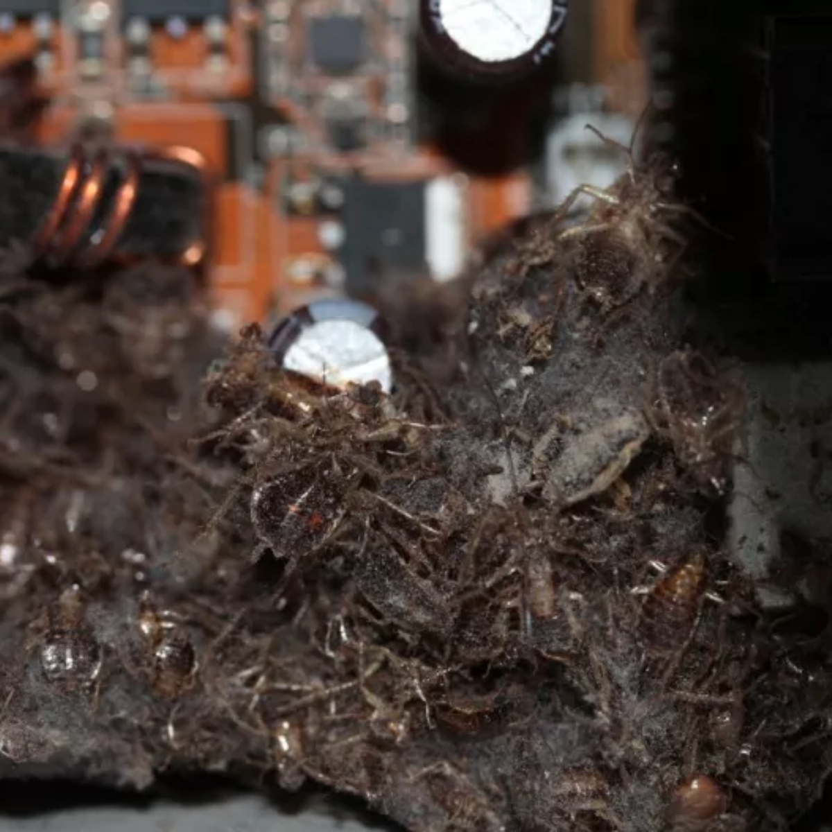 Esta es la razón por la que una colonia de cucarachas podría estar viviendo en tu PlayStation 4