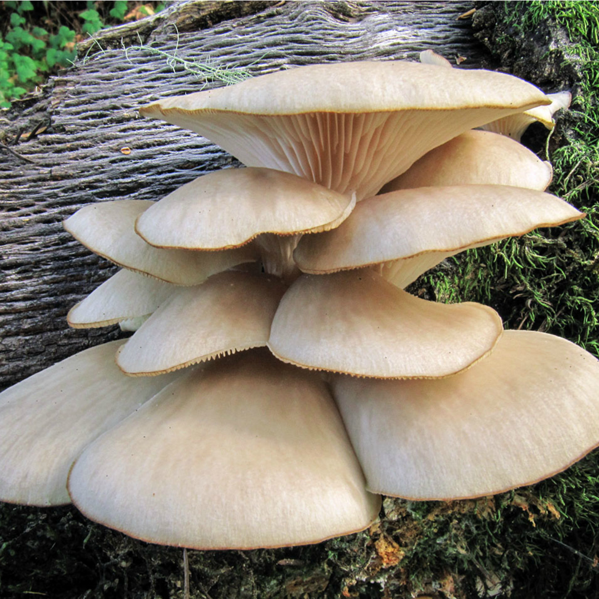 Mexicanos patentan tecnología que degradará los pañales más rápido