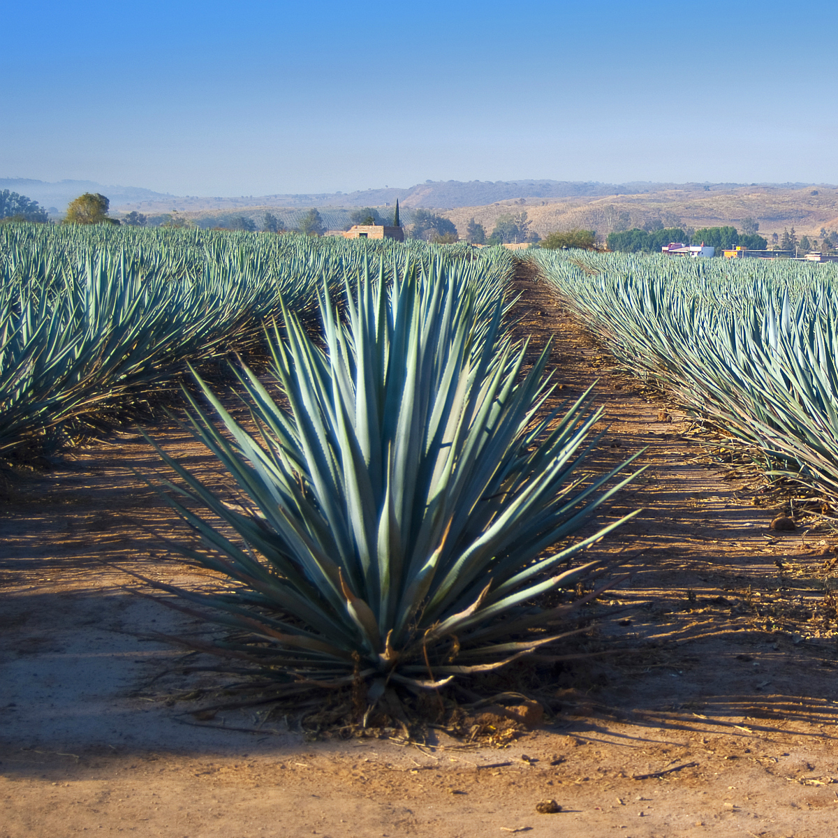 Mexicanos convierten fibras de agave en el material de construcción del futuro