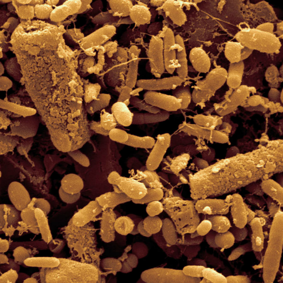 Usan bacterias fecales para guardar ¿el GIF de un caballo?