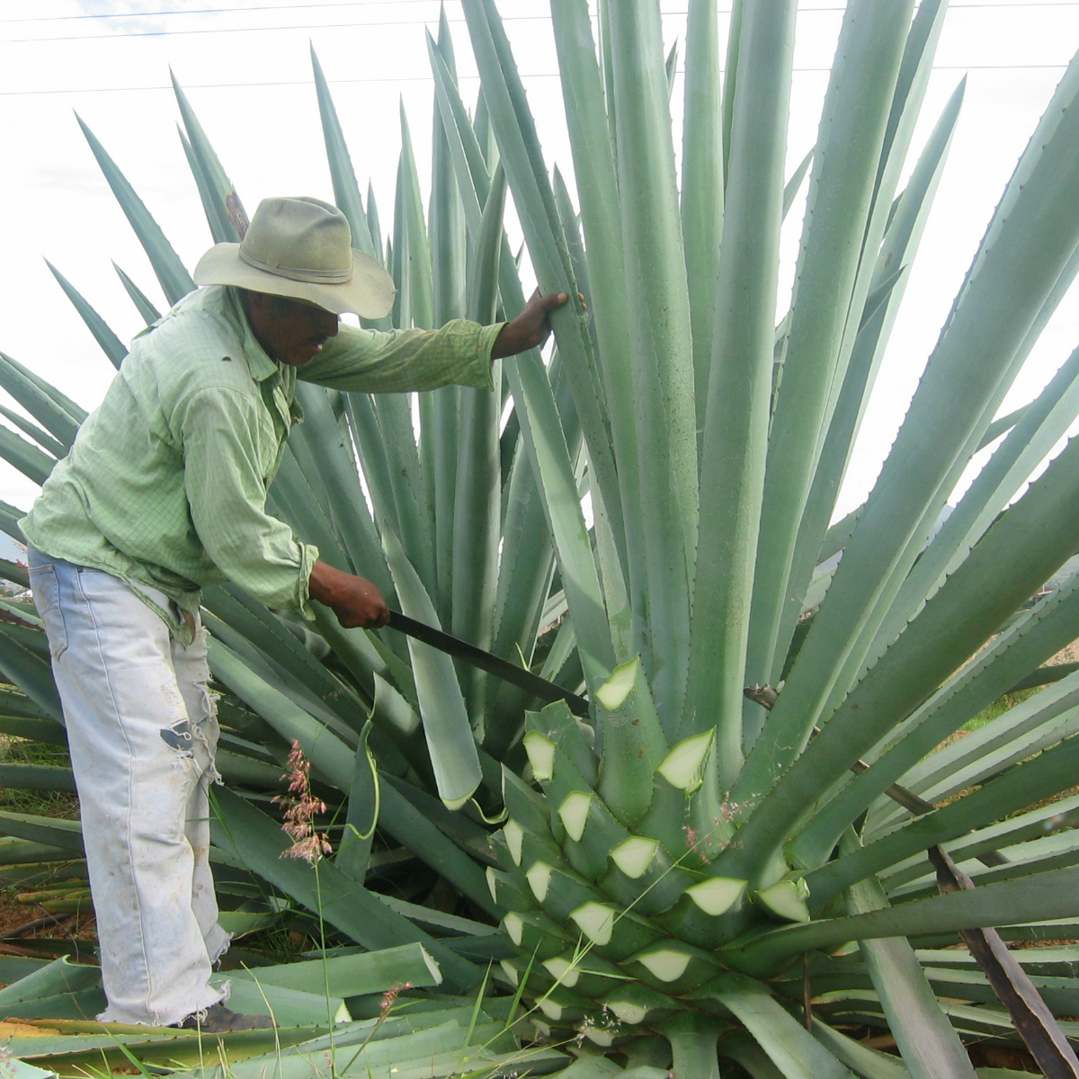 Mexicano lleva mezcal nacional a Holanda