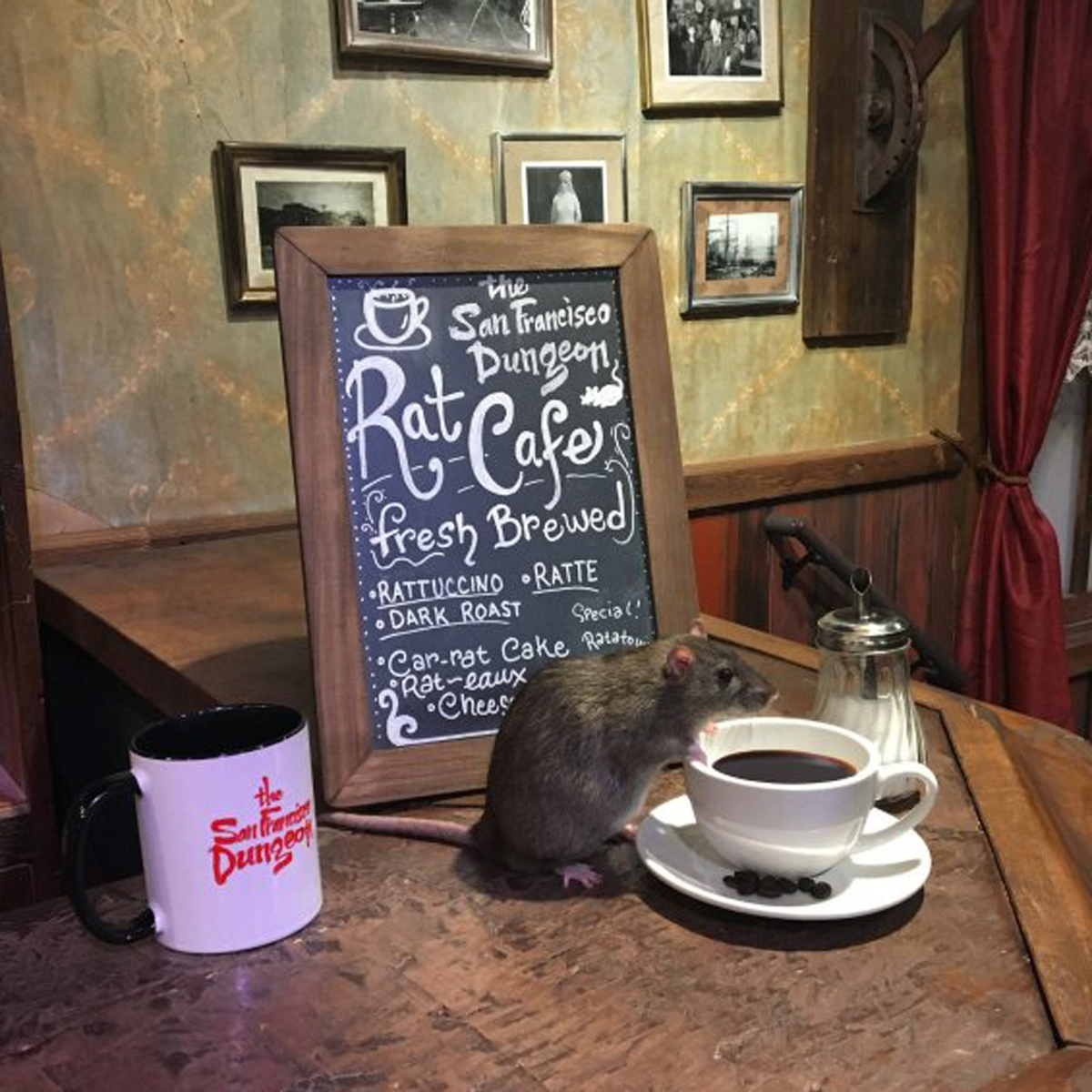 Olvida los cat cafés, ya llegaron los cafés temáticos con ratas