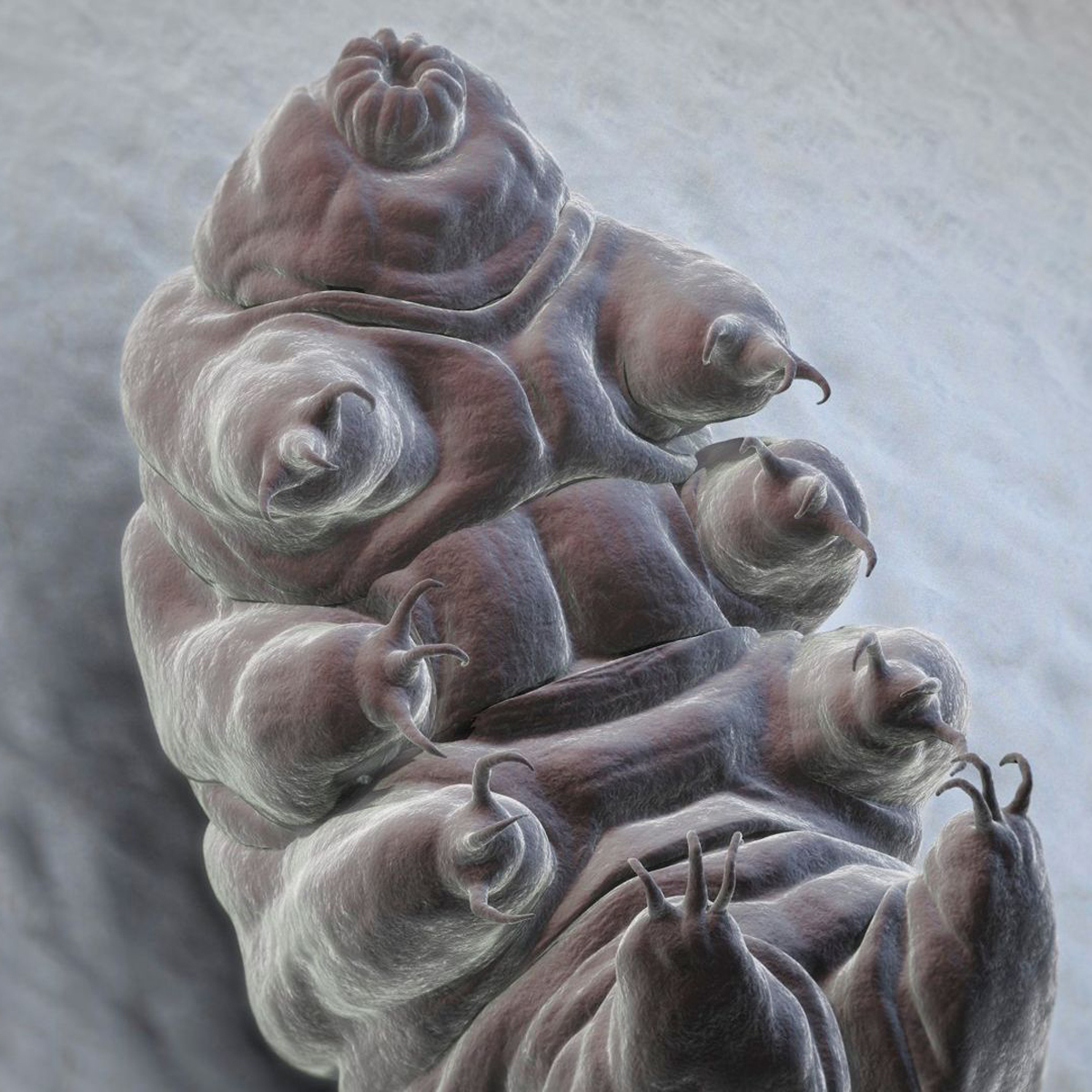 Esta especie será la última sobreviviente a un apocalipsis