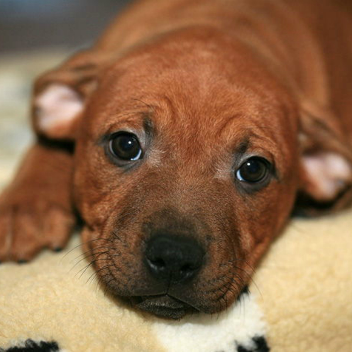 El moquillo de tu mascota será cosa del pasado gracias a este mexicano