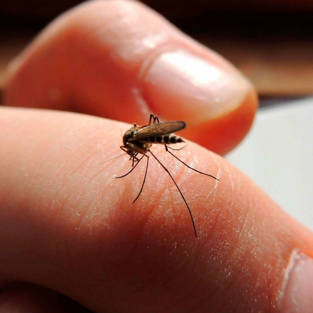 No es tu sangre dulce la que atrae a los mosquitos, es tu suciedad y otras cosas.