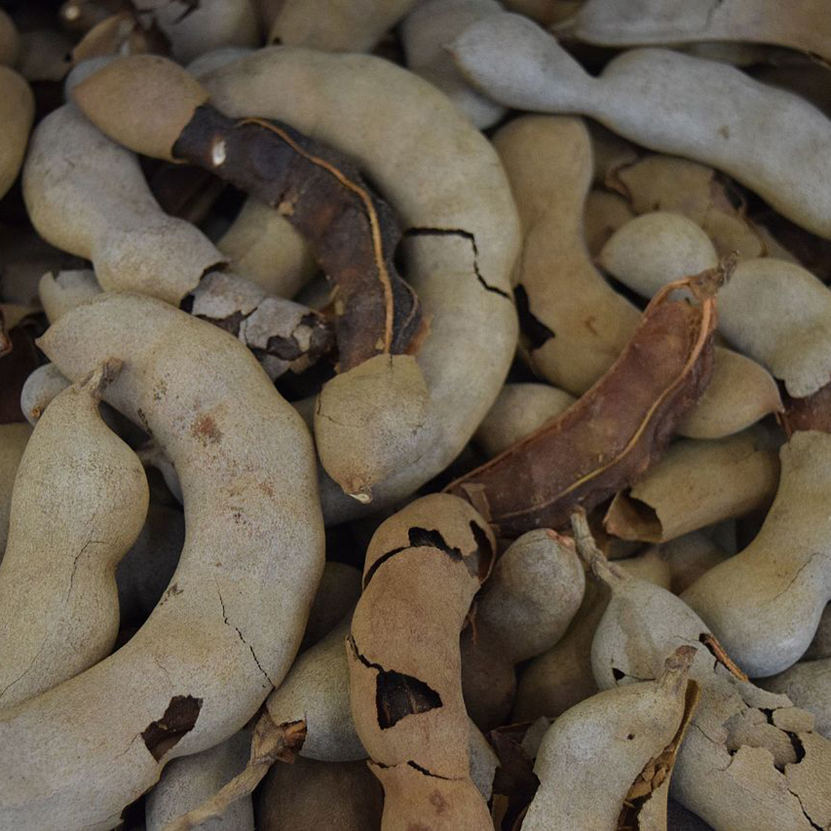 Científicos mexicanos crean unicel biodegradable con tamarindo