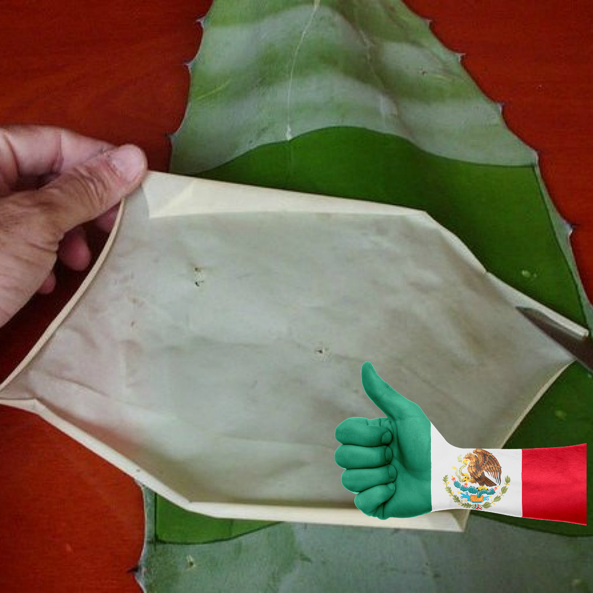 Mexicanos crean biopiel a partir de agave para tratar quemaduras graves