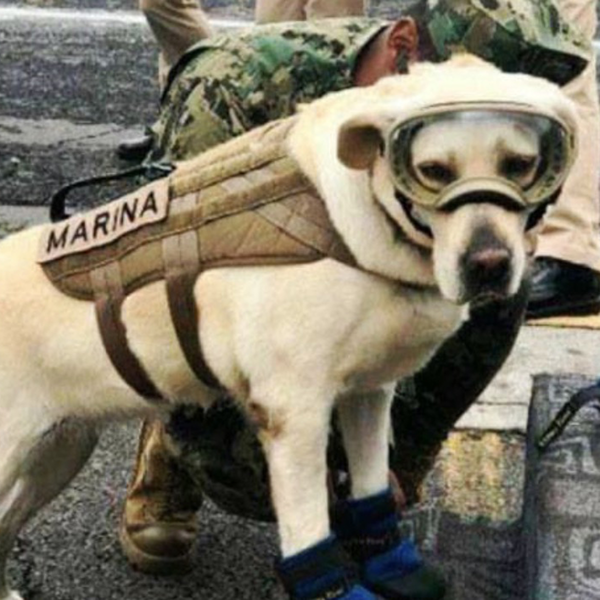 Frida, la perrita rescatista, ya tiene su propio emoji