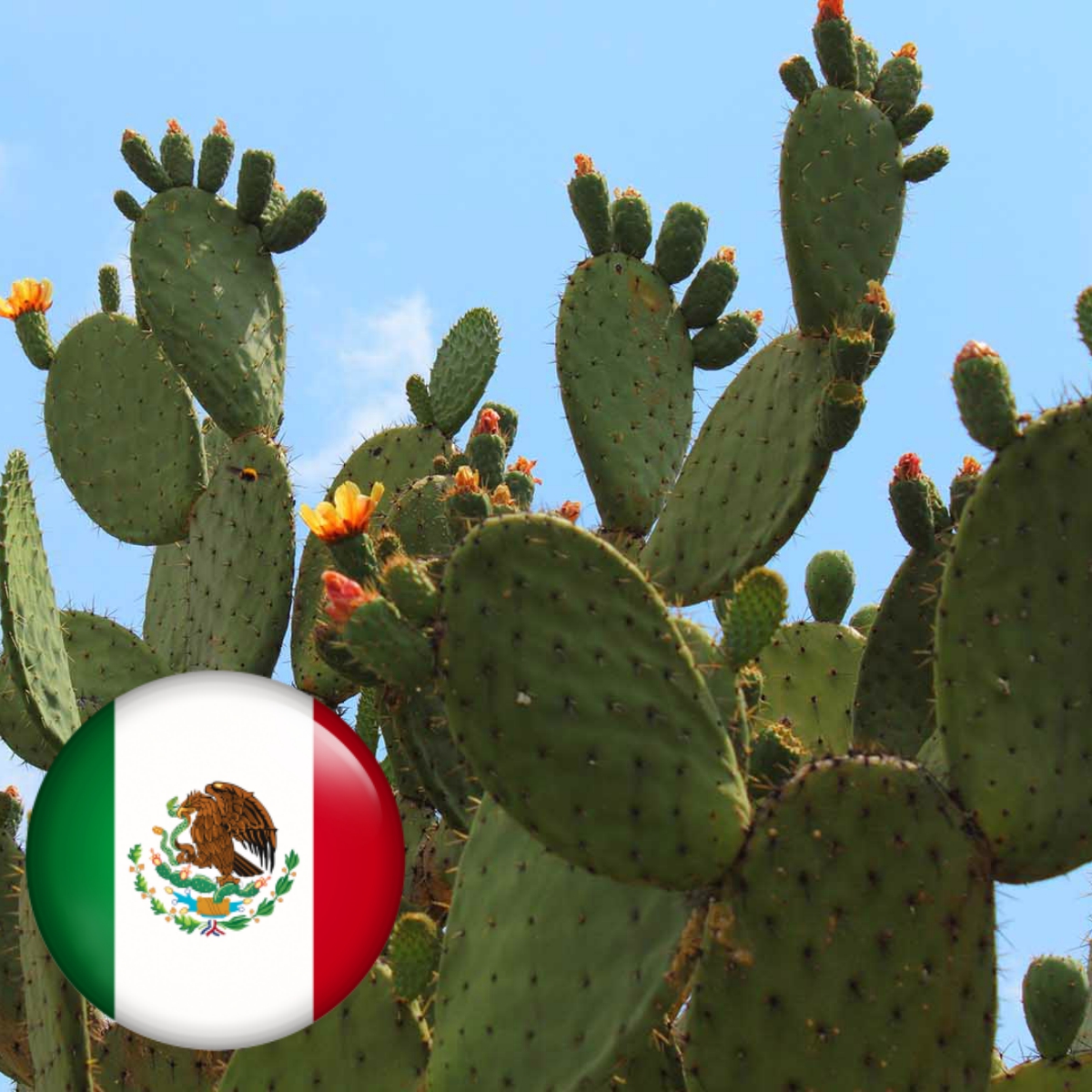 Esta planta mexicana genera energía eléctrica a partir de nopal y excremento de vaca