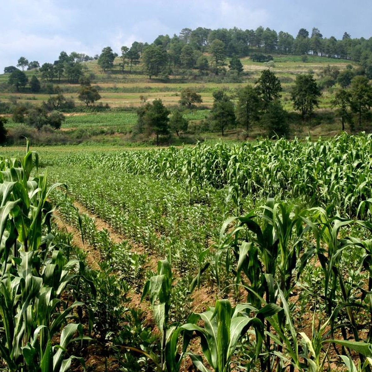 Otorgan fertilizante gratuito al campo guerrerense