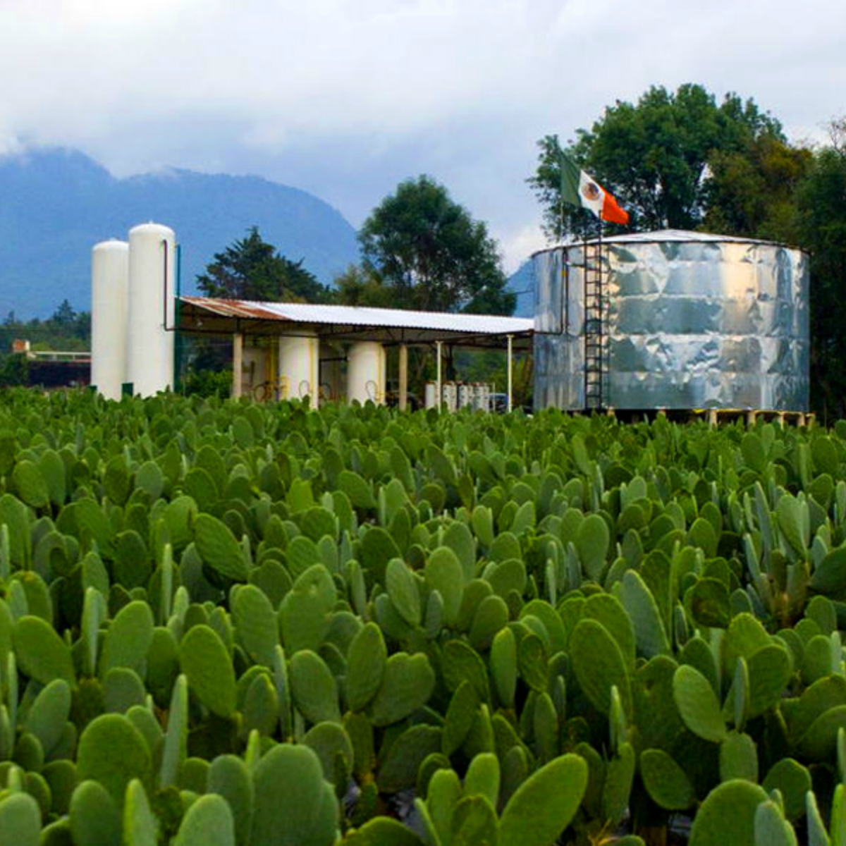 Este mexicano pone a temblar a Pemex