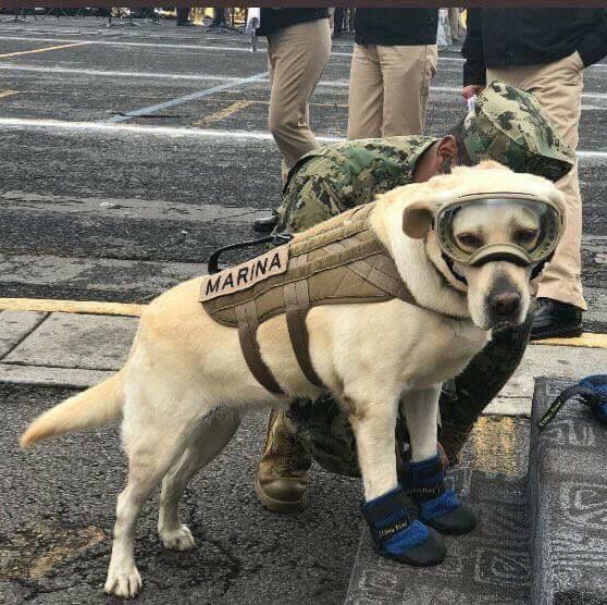 Frida, la perrita rescatista, donó sus botitas al Museo del Calzado