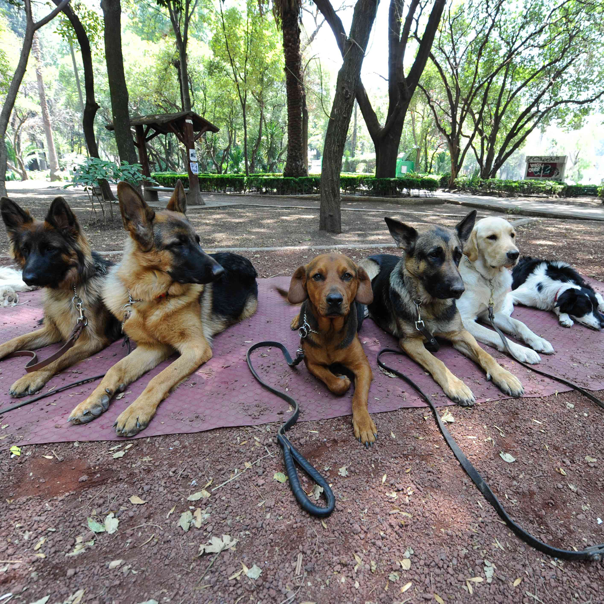 Así facilitarán la búsqueda de mascotas perdidas en la CDMX