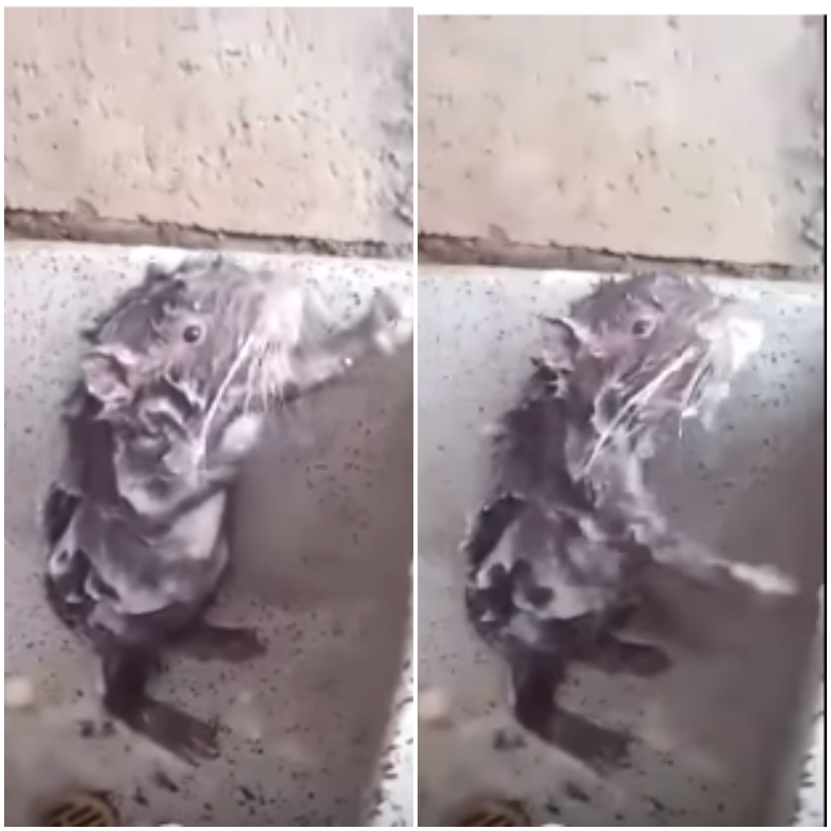 La cruel verdad detrás del video de la rata bañándose
