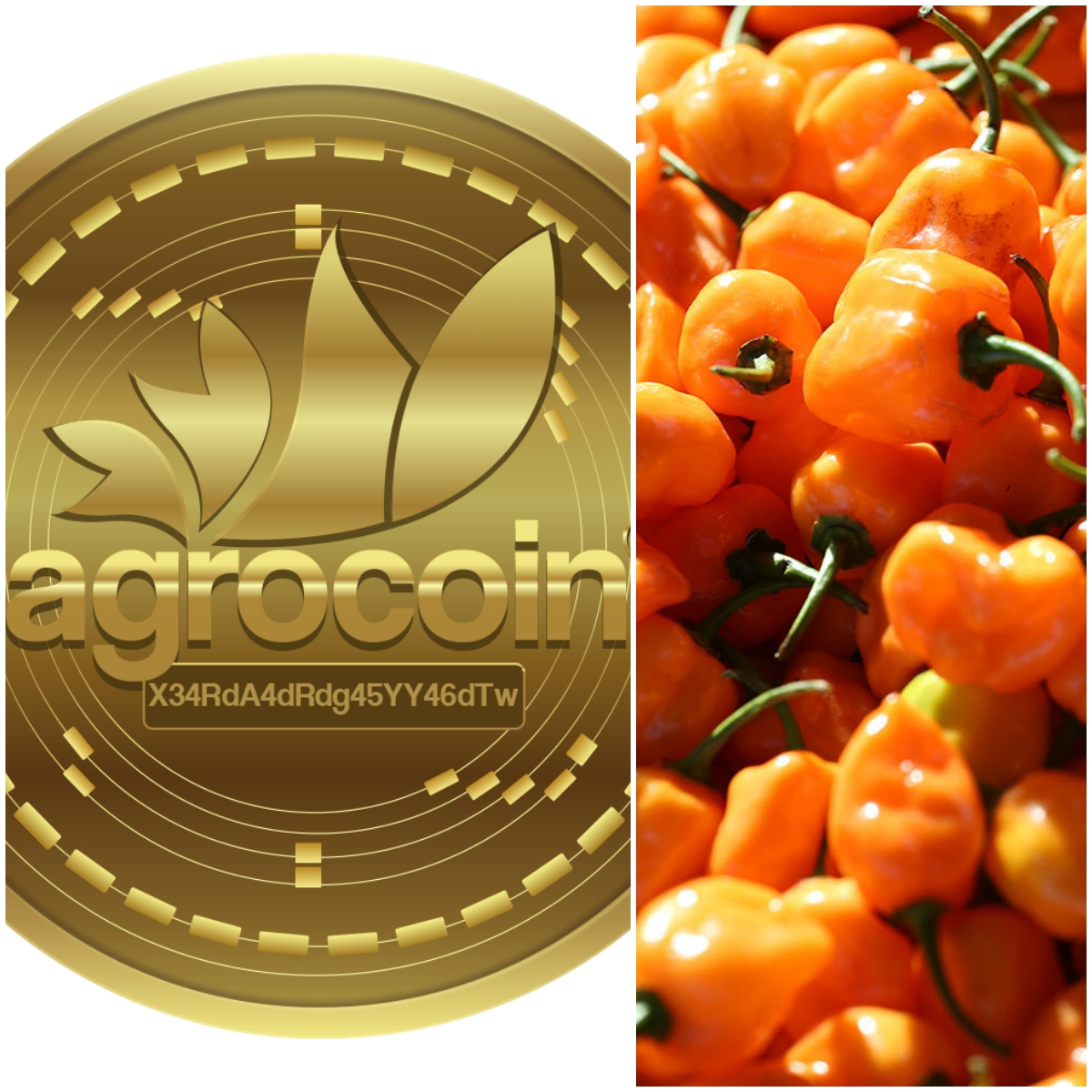 La criptomoneda mexicana que permitirá la producción del chile habanero