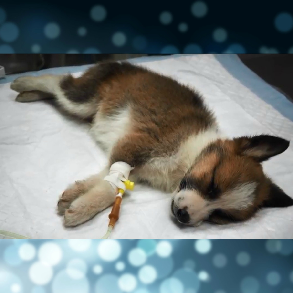 Investigadores de la UNAM curan el moquillo con medicamento de nanopartículas