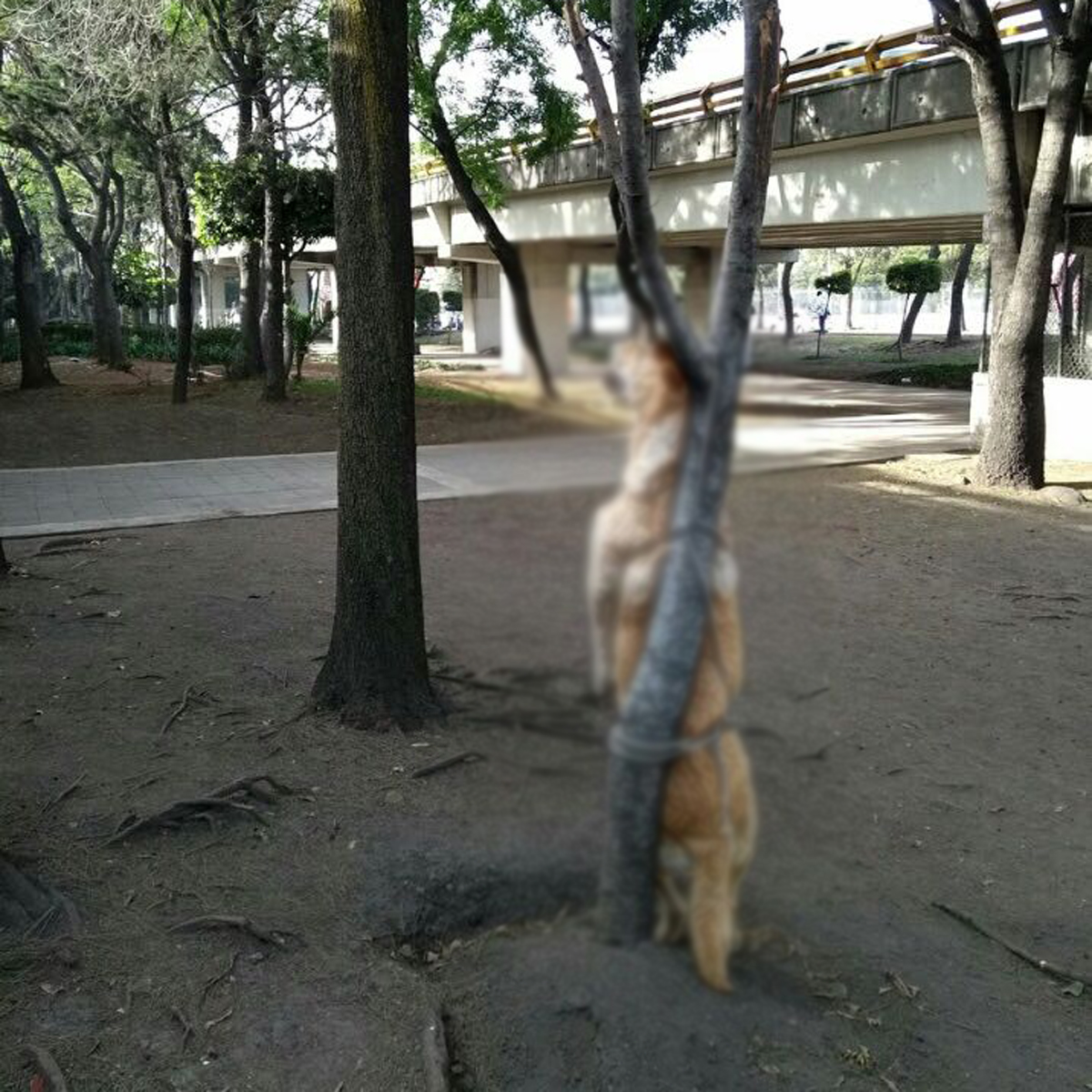La forma en que mataron a este perro enfureció a las redes sociales