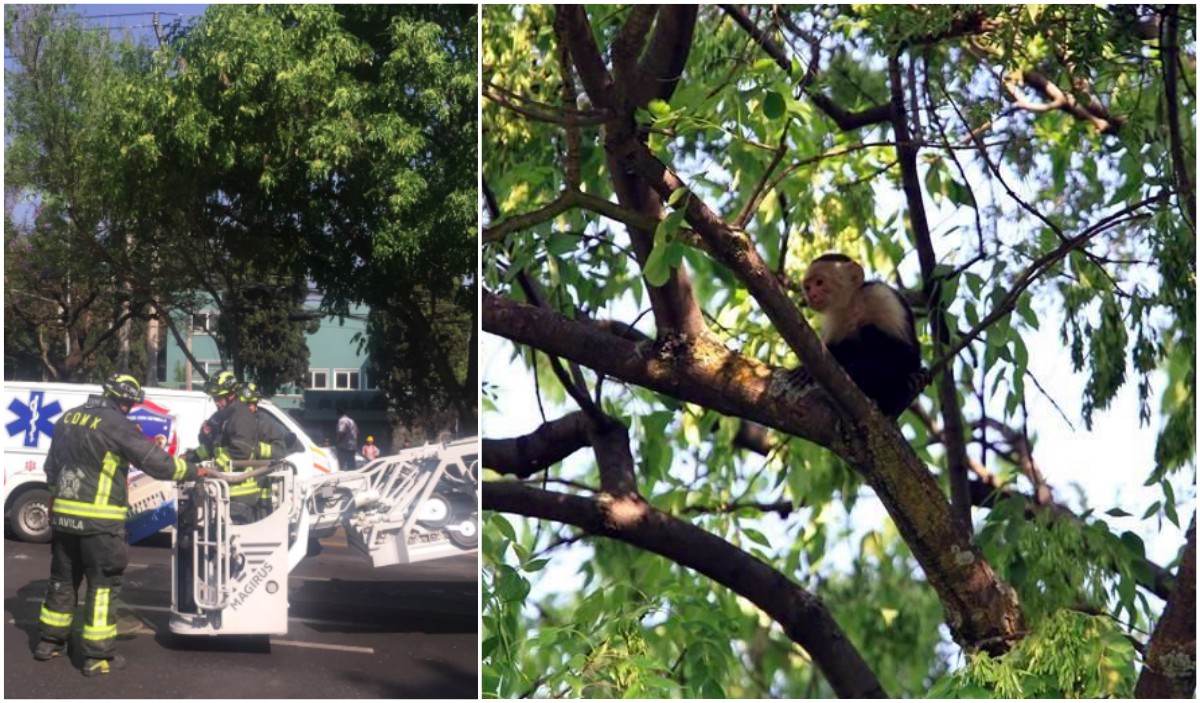 #EnFuga El intento de rescate de este mono está poniendo de cabeza a la CDMX