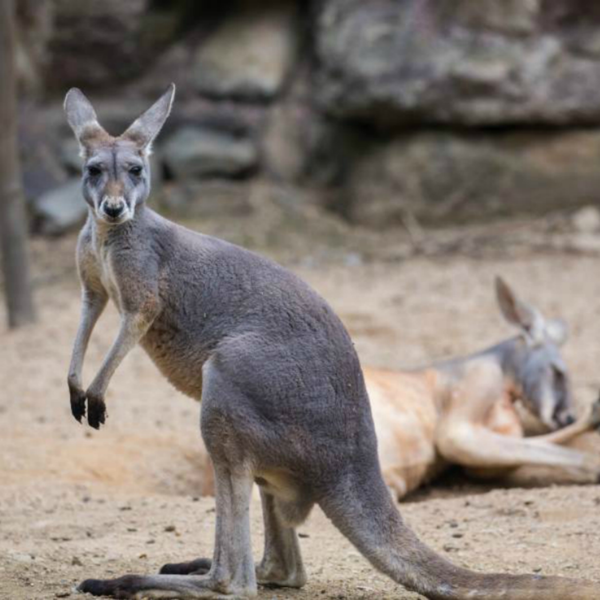 #Imperdonable: Apedrean a canguro en un zoológico porque querían que saltara