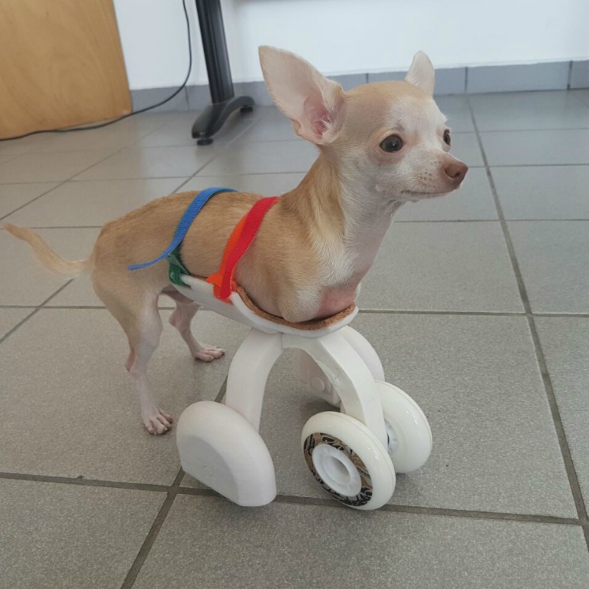 Mexicanos desarrollan la primera prótesis canina en 3D