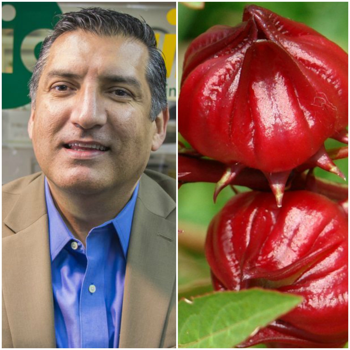 Mexicanos crean desinfectante hospitalario con flor de jamaica