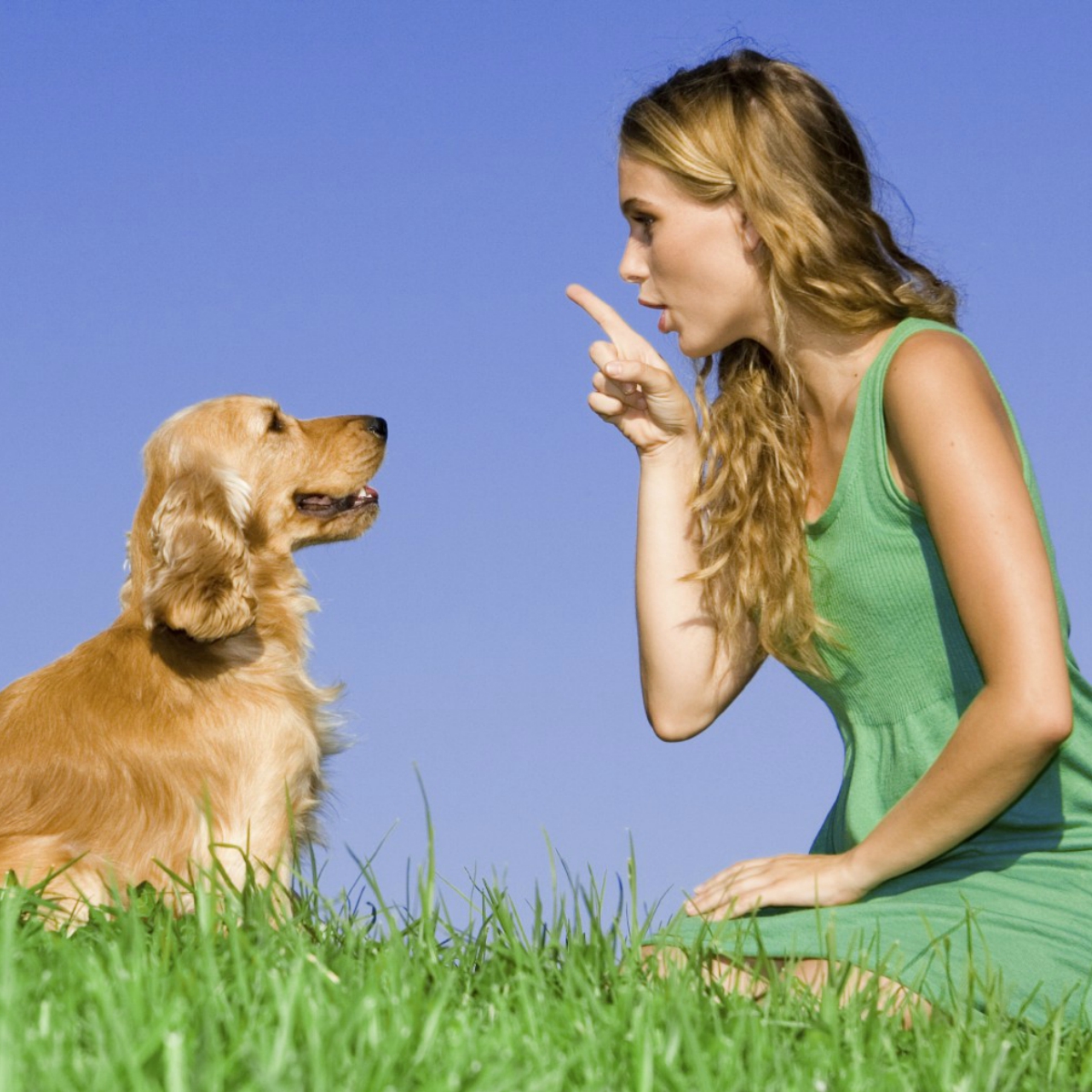 Mexicanos crearon un sistema que traduce los ladridos de tu perro