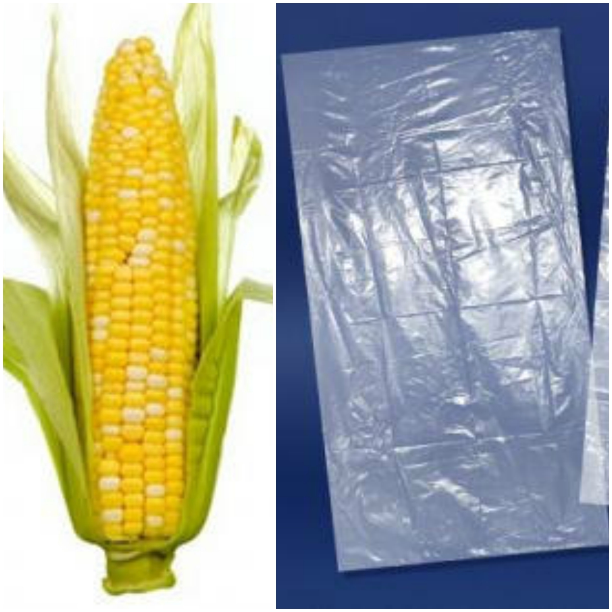 Mexicanos transforman el maíz en bolsas biodegradables