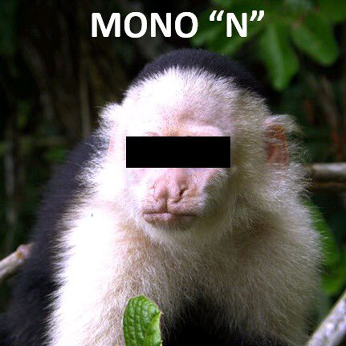 Así terminaron los días del mono de las Lomas como 'prófugo'