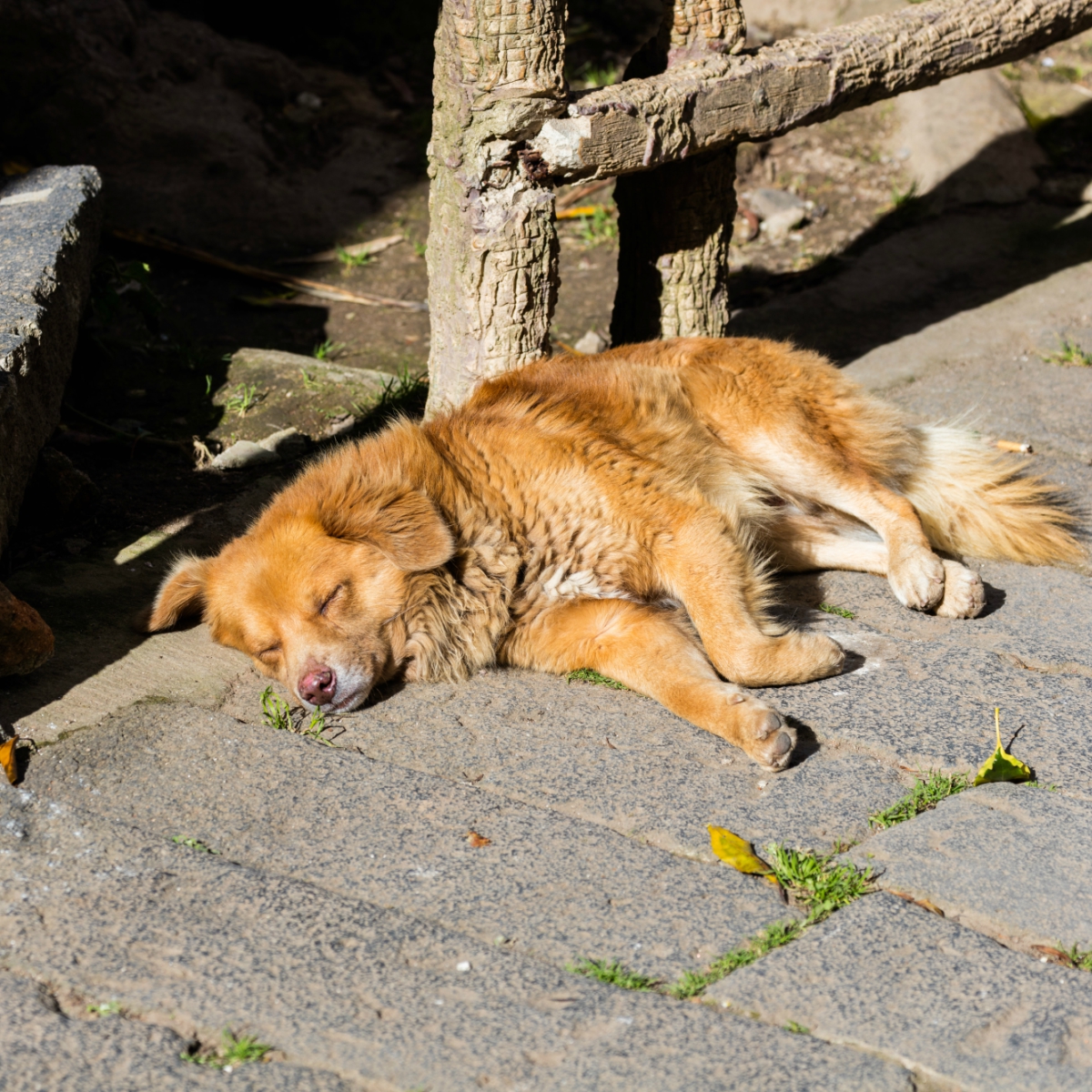 Edo. De México 'se equivocó' y no habrá multa por alimentar a perros callejeros