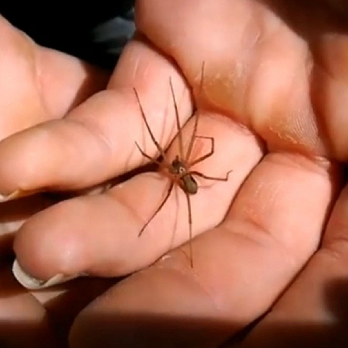 #Héroes Mexicanos crean antídoto para mordedura de araña violinista