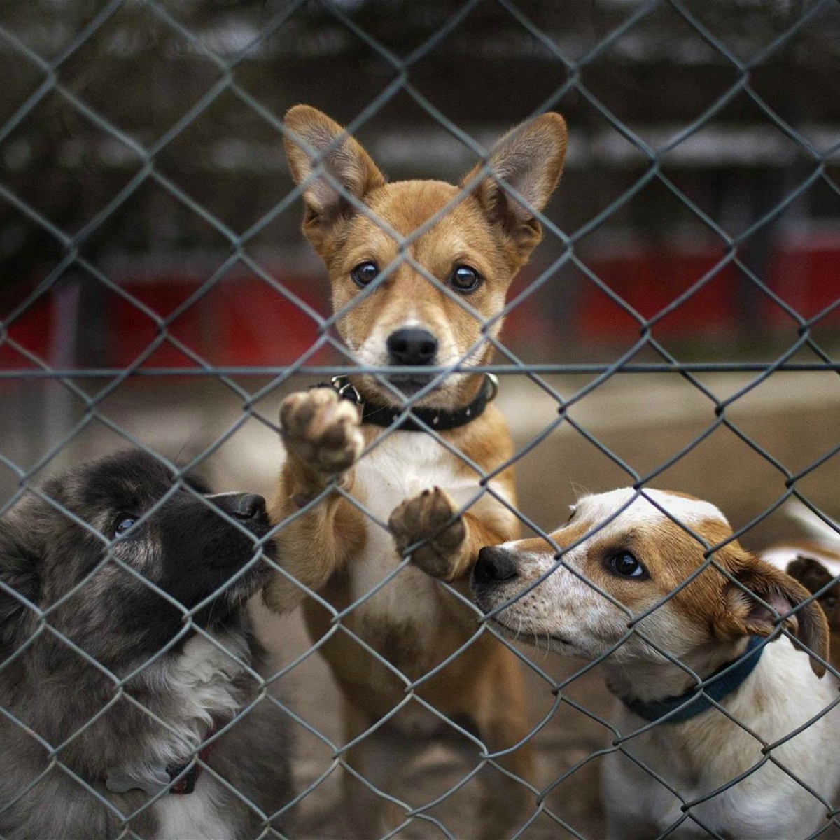 #Intolerable Centro canino en Tláhuac es acusado por cruel forma de matar perritos