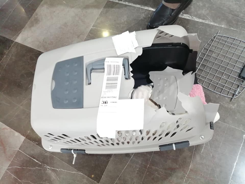 Acusa a Volaris de romper la jaula de su perro, pero video muestra lo contrario