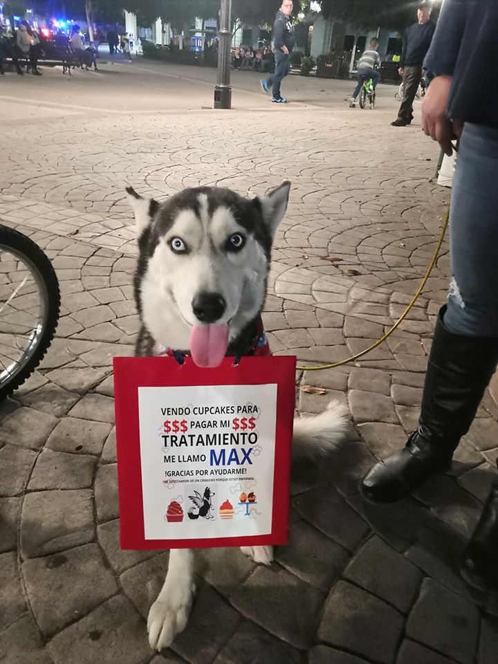 Perrito vende cupcakes en Sonora para pagar sus quimioterapias