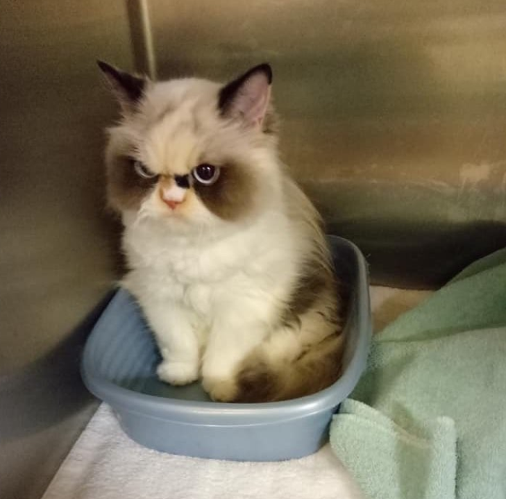 Aparece una gatita más gruñona que Grumpy Cat y conquista las redes