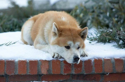 Cosas que quizá no sabías de Hachiko, el perro más fiel