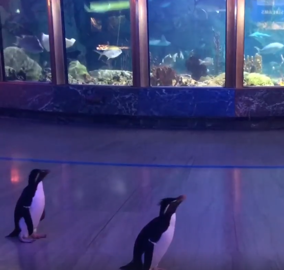 Pingüinos pasean por acuario que cerró debido al coronavirus