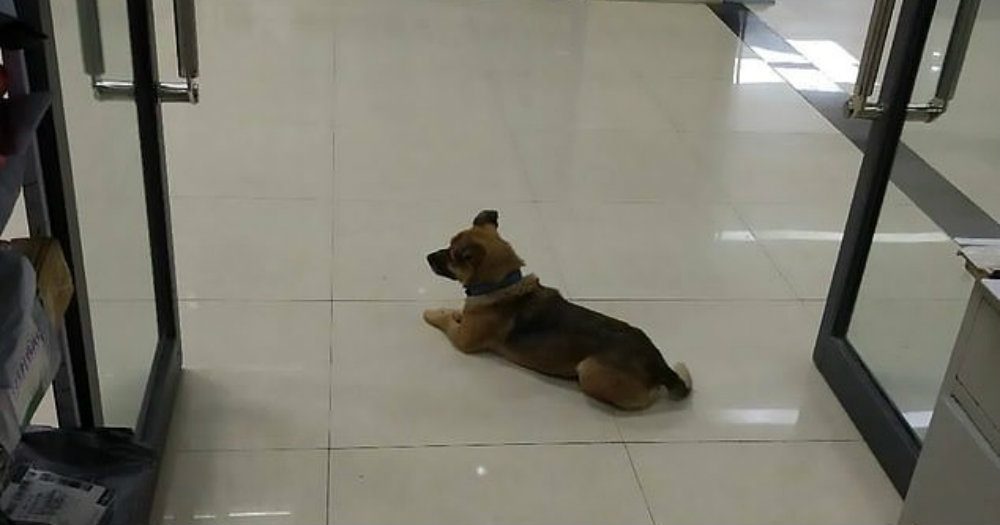 Perro espera a su dueño afuera del hospital donde falleció